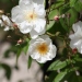 Rosa 'Bobbie James'