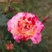 Rose camille pissarro, Rosier, Rose