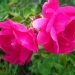 Rosa 'Emera' ®