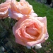 Rosa 'Looping'®
