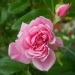 Rosa 'Petit Bonheur'