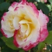 Rosa 'Double Delight ®'