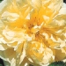 Rosa 'Agnes'