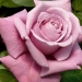 Rosa 'Charles de Gaulle' ®