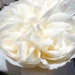 Rosa 'Mon Jardin Ma Maison'®