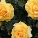 Rosa 'Rimosa' ®