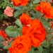 Rosa 'Chorus' ®
