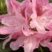Rhododendron 'Cosmopolitain'