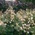 Rosa 'Phyllis Bide'.Rose ancienne Liane
