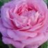 Rosa 'Mrs John Laing'.Rose ancienne Hybride perpetuel