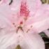 Rhododendron 'Albert Schweitzer'