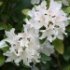 Rhododendron 'Cunningham's White'