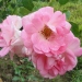 Rosa 'Centenaire de Lourdes' ®