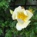 Rosa 'Mermaid'.Rose ancienne Grimpant