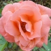 Rosa 'Catherine Deneuve' ®