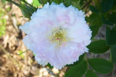 Rosa 'Fimbriata'.Hybride de rugosa
