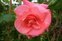 Rosa 'Alfresco'®