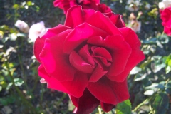 Rosa 'Ingrid Bergman ®'