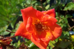 Rosa 'Warm Welcome'
