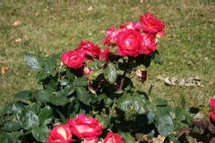 Rosa 'Colorama' ®