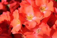 Rose 'isalia', Rosier 'isalia'