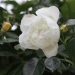 Rosa 'City of York'