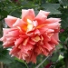 Rosa 'Marie Claire'