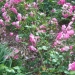 Rosa 'Centenaire de Lourdes' ®