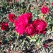 Rosa 'Lili Marlene'.Floribunda