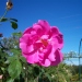 Rosa 'Adam Messerich'