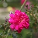 Rosa 'Alexandre Girault'
