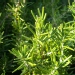 Rosmarinus officinalis 'Prostratus'