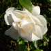 Rosa 'Opalia' ®