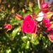Rosa 'Emera' ®