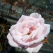 Rosa 'Pink Keops'®