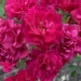 Rosa 'Fairy Rood'®