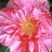 Rosa gallica 'Versicolor'