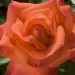 Rosa 'Christophe Colomb' ®