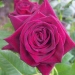 Rosa 'Black Baccara' ®