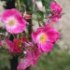 Rosa 'American Pillar'