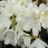 Rhododendron 'Cunningham's White'