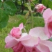 Rosa 'Centenaire de Lourdes' ®
