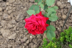 Rosier, Rose, Rose 'michel lis'