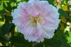 Rosa 'Fimbriata'.Hybride de rugosa