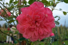 Rosa 'Keops Saumon'®