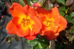 Rosa 'Warm Welcome'