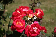 Rosa 'Colorama' ®