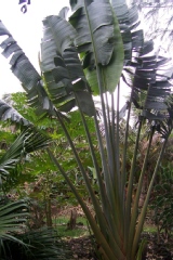 Ravenala madagascariensis
