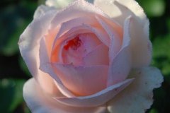 Rosier 'souvenir de josephine', Rose 'souvenir de josephine'