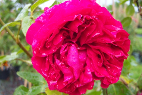 Jardin dans les Landes en mai
